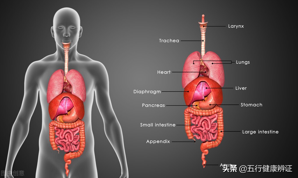 《黄帝内经》说，“只要声音长期沙哑，就是五脏有了疾”为什么？